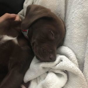 Meet your Posher, Leah